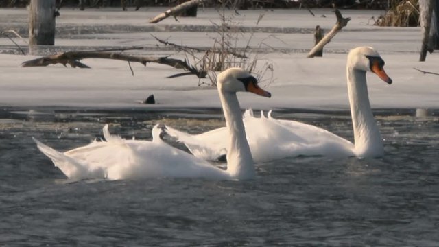 pair of white swans swims in the waves of water in the river against the backdrop of a winter forest.