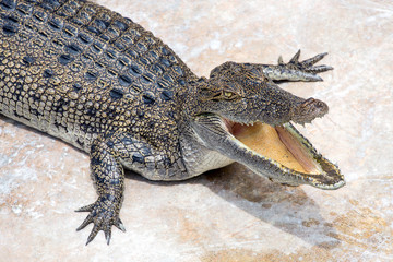 Naklejka premium Crocodiles are opening the mouth, cooling the body.