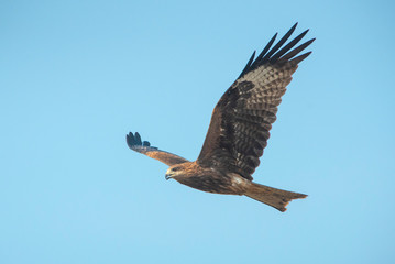  Black kite or Pariah kite flying on blue sky