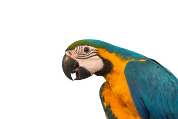 Closeup blue and gold macaw isolated on white background