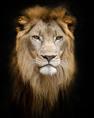Fototapeta na wymiar Lion face isolated on a black background.