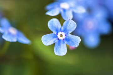 Macro photography. Small flowers pale blue forget-me-nots. Horizontal macro photography