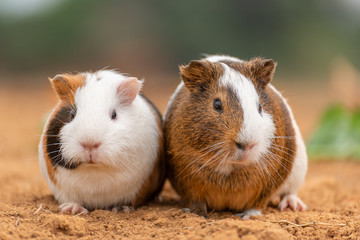 Two cute guinea pigs