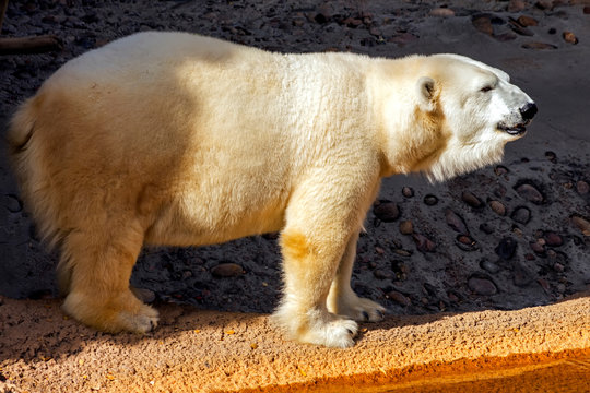 Polar Bear Close Up.