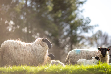 Cute irish sheep & lambs in Beara Peninsula, Co. Kerry, Ireland