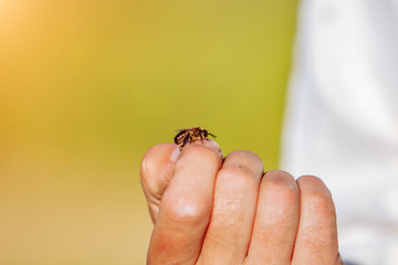The beekeeper examines bees in honeycombs. Hands of the beekeeper. The bee is close-up.