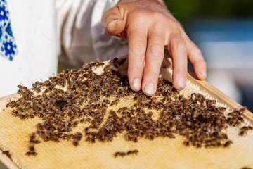 Working bees on honeycomb. Frames of a bee hive. Apiculture
