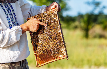 Hand of beekeeper is working with bees and beehives on the apiary. Bees on honeycombs. Frames of a...