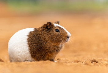 A guinea pig on the yellow land