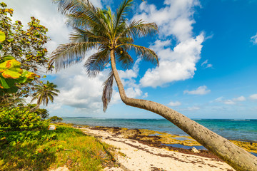 Palm tree over the sand in Autre Bord beach in Guadeloupe