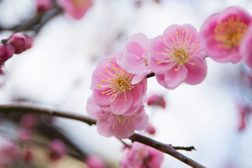 梅の花−2