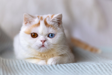 Odd eyed Katze Britisch Kurzhaar