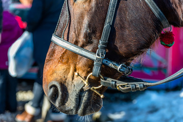 Horse head with bridle close up, visible bit, reins and noseband.