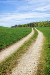Fototapeta na wymiar path in a green meadow nature scenery landscape