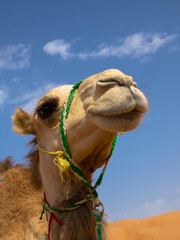 Kamel im der Wüste Omans
