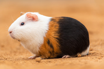 A guinea pig on the yellow land