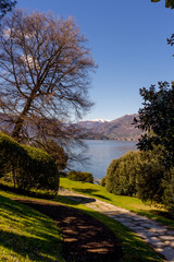 Italy, Bellagio, Lake Como, a tree in front of a body of water
