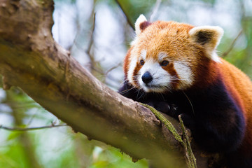 Kleine Panda (Ailurus fulgens)