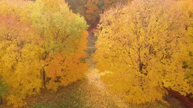 autumn and yellow maple leaves in the park in Kolomenskoye park in autumn season aerial view, Moscow, Russia.