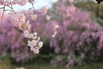 風土記の丘の桜