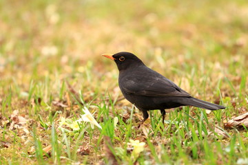 Common blackbird on meadow in backyard