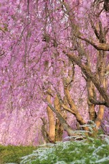 風土記の丘の桜