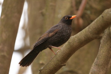 Blackbird on branch 