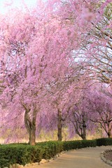 風土記の丘の桜