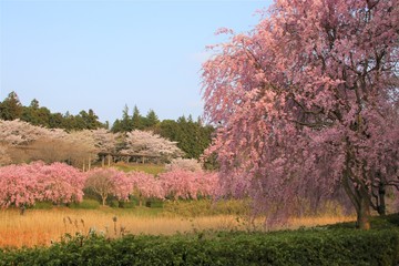 風土記の丘の桜