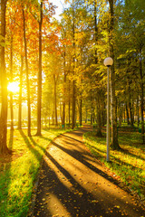 Obraz premium Autumn and yellow maple leaves in The new park of Moscow, fresh paths and the sun's rays through the crowns of trees. Vnukovo.