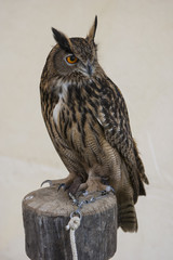 grand duc
