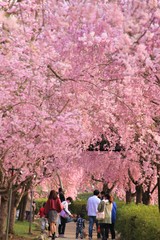 風土記の丘の桜