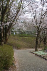 Fototapeta premium 風土記の丘の桜
