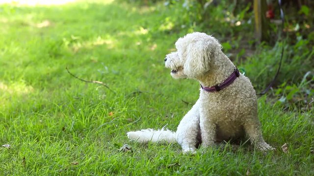 Beautiful small dog sits quietly on the grass looking towards negative space, STATIC