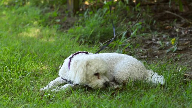 Beautiful small dog lays quietly on the grass sniffing and looking around, STATIC
