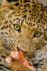 Nordchinesischer Leopard (Panthera pardus japonensis)