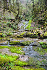 brook over rocks moss verdure boxwood in the jungle