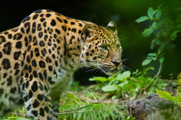 Amurleopard (Panthera pardus orientalis) © Jearu