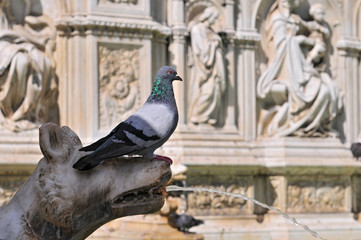 Pigeon on The Fonte Gaia, Fountain of Joy, Piazza del Campo, Siena, Italy.
