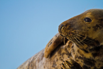 Kegelrobbe (Halichoerus grypus)