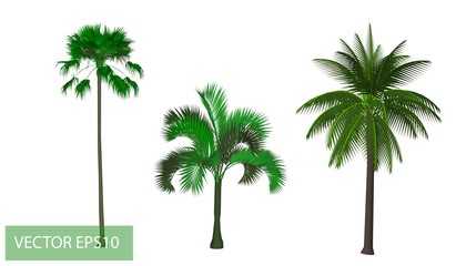 palm trees on white background