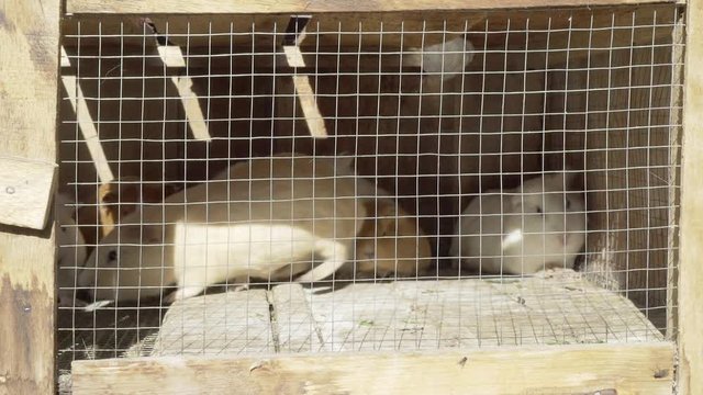 Cuys in a cage, Peru.