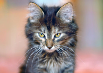 Evil cat in the house