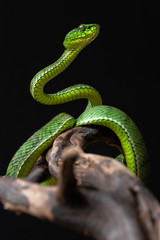 green snake