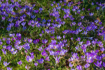 Fototapeta premium Blühende blaue Krokusse im Park