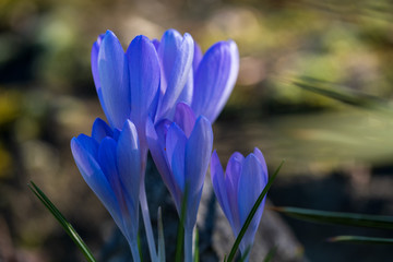 Nahaufnahme von blauen  Krokussen