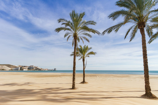 Mediterranean sea and palm tree in cullera beach