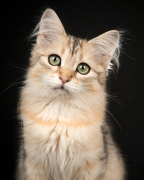 Cute siberian kitten portrait looking at the camera on a black background in a vertical image