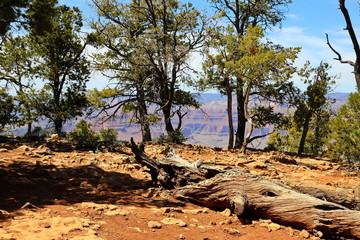 Fototapeta premium Grand Canyon