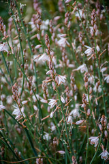 White onion flowers